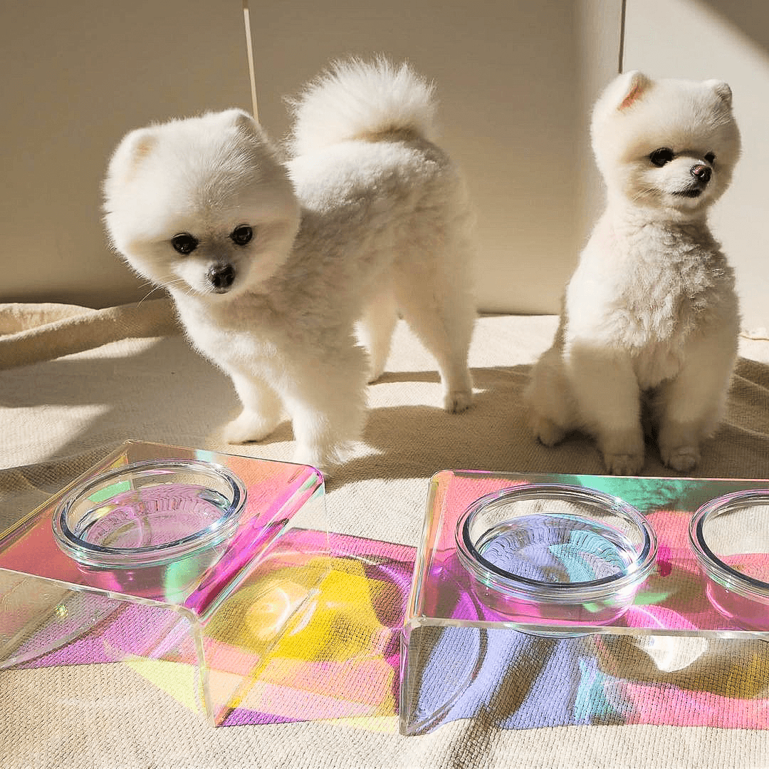 Sapphire Pet Bowl - Casa Di Lumo