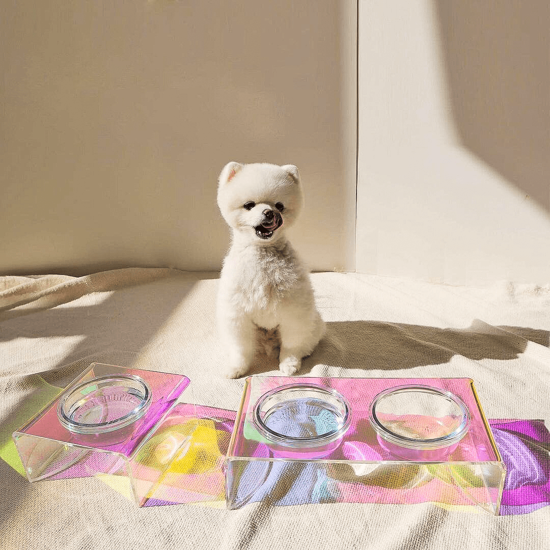 Sapphire Pet Bowl - Casa Di Lumo