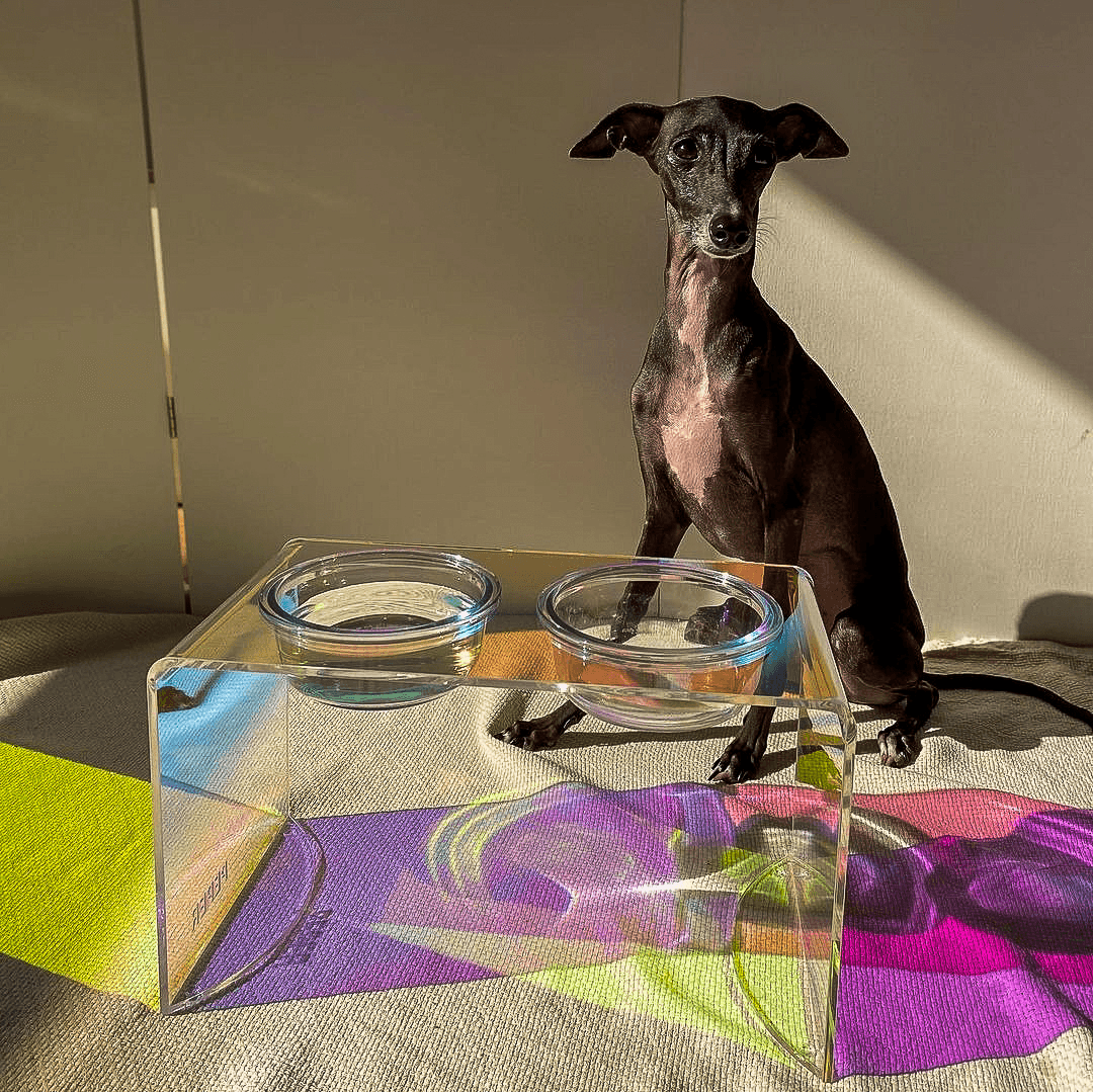 Sapphire Pet Bowl - Casa Di Lumo