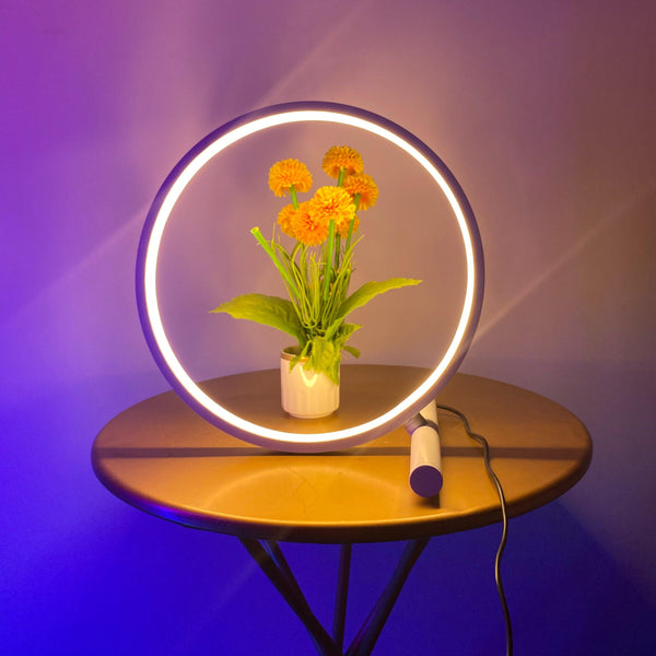 Halo Table Lamp - Casa Di Lumo
